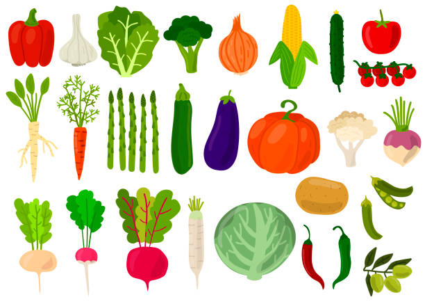 ilustrações de stock, clip art, desenhos animados e ícones de harvest. set of fresh vegetables. cabbage, peppers, tomatoes, broccoli, lettuce,  olive, beat, potato, asparagus, pumpkin, garlic, peas, onion, corn, carrot, radish, cauliflower. vector illustration. - garlic freshness isolated vegetarian food