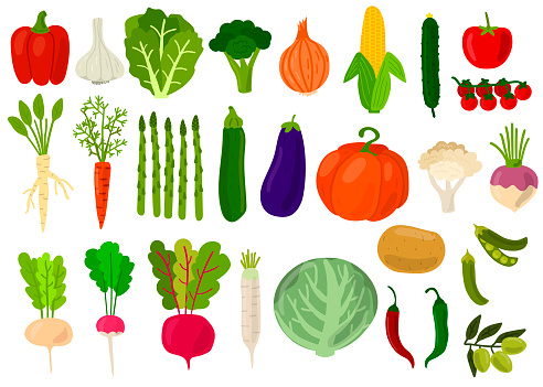 Harvest. Set of fresh vegetables. Cabbage, peppers, tomatoes, broccoli, lettuce,  olive, beat, potato, asparagus, pumpkin, garlic, peas, onion, corn, carrot, radish, cauliflower. Vector illustration.