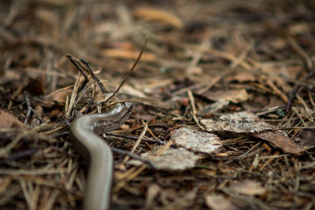 istock close up of a Slowworm 1193968748