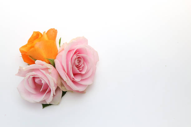 istock flower head of roses in a white background 1193968848