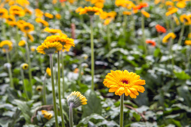 Closeup of yellow and orange blloming Gerbera plants in a Dutch glasshouse.