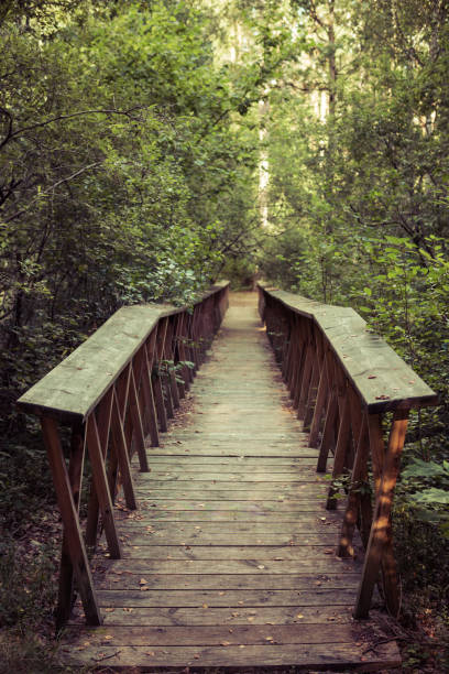 istock small wooden bridge inside of a forest 1193970780
