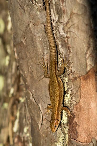 istock Sand lizard reptile sitting on a bark of a pine tree 1193970942