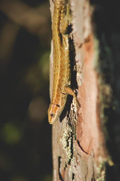 istock Sand lizard reptile sitting on a bark of a pine tree 1193970964