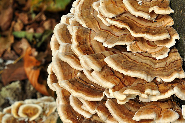 istock dry rot fungus 119397169