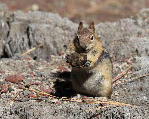 istock Golden Mantle Ground Squirrel holding nut 1193971808