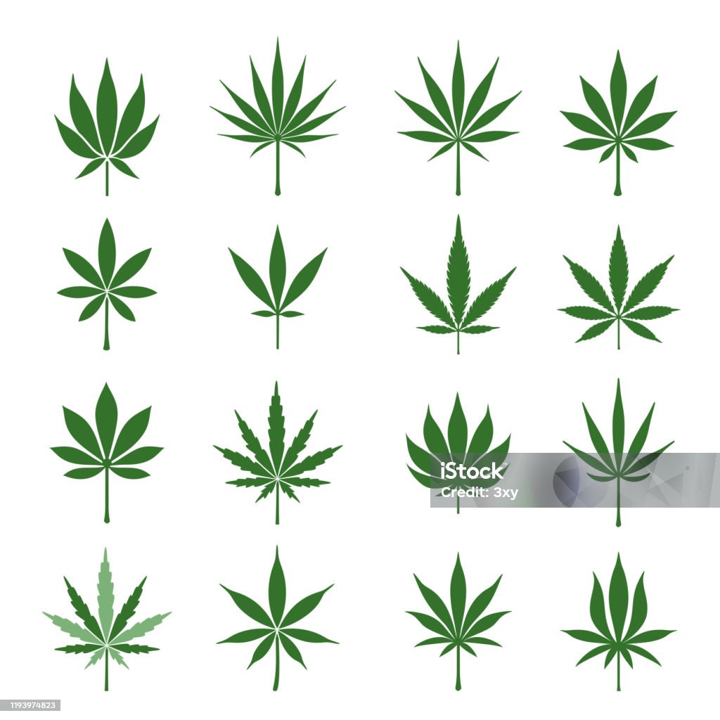 Листы конопли в векторе марихуана высочайшего качества