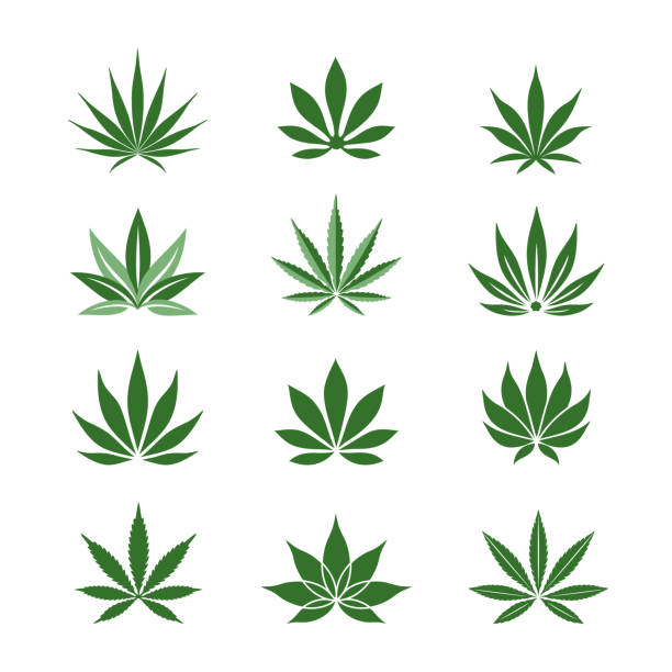 ilustraciones, imágenes clip art, dibujos animados e iconos de stock de hojas de cáñamo estilizadas - hemp