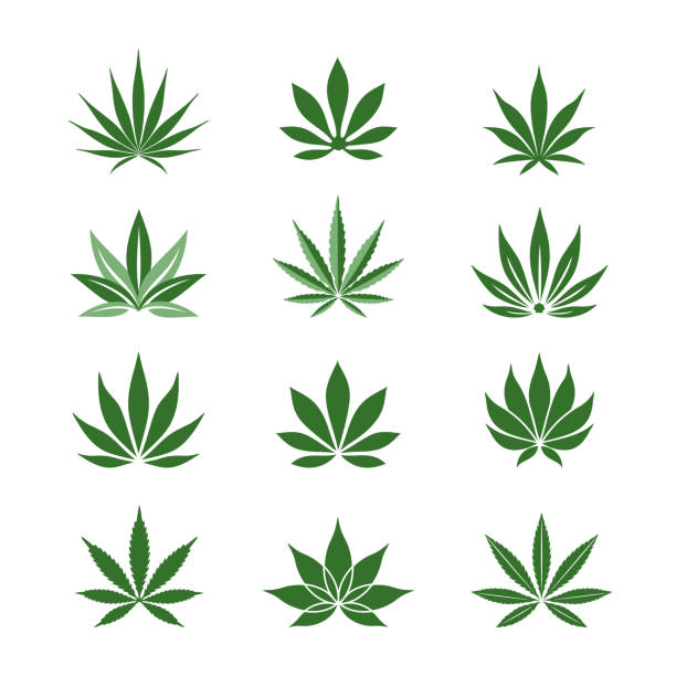 Stylized Hemp leaves Cannabis, Marijuana leaf icons set. Simple, classy Hemp leaves isolated on white background. Can be used as logo for a cannabis farm, medical products and health concept. Vector illustration. hemp stock illustrations