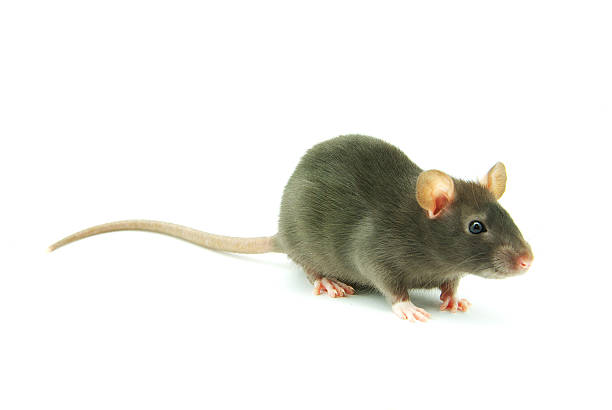 istock Cute rat isolated on a white background 119397783