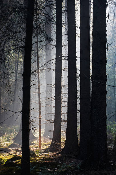 istock Early sunlight in the woods 119398081