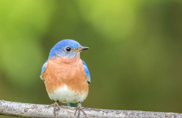 istock Beautiful male Eastern Bluebird perched green background 1193980969