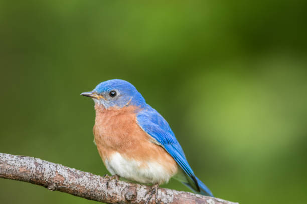 istock Beautiful male Eastern Bluebird perched green background 1193980970