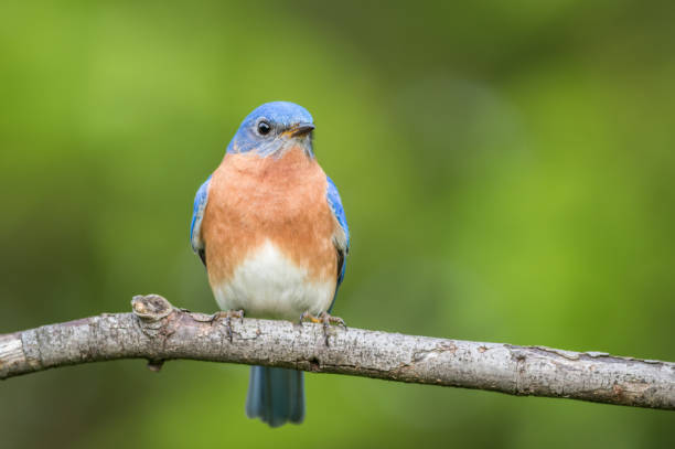 istock Beautiful male Eastern Bluebird perched green background 1193980972