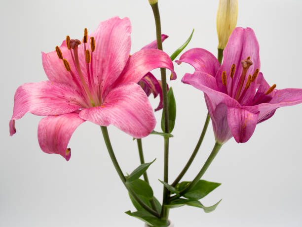 istock beautiful pink lilium flower on white background 1193981710