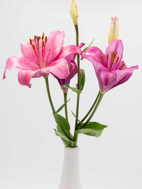istock beautiful pink lilium flower on white background 1193981714
