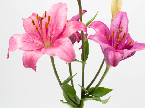 istock beautiful pink lilium flower on white background 1193981716