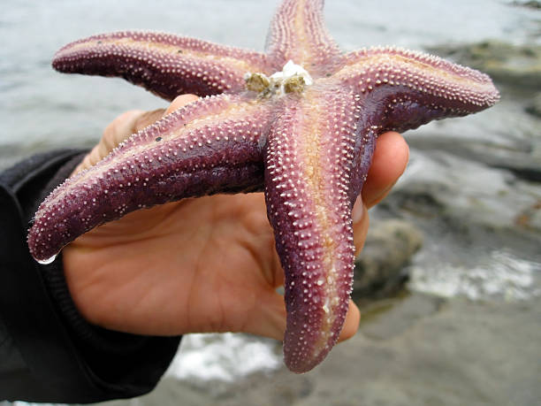Estrella de mar púrpura - foto de stock