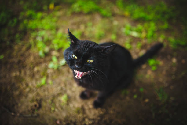istock Angry black cat outdoor shoot. 1193984240