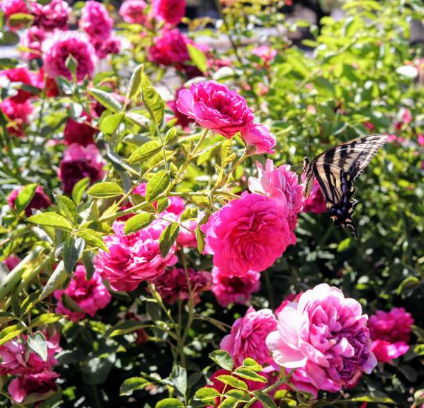 istock Butterfly in Garden 1193984249