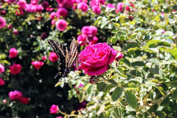 istock Butterfly in Garden 1193984252