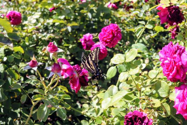 istock Butterfly in Garden 1193984256