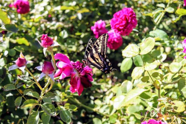 istock Butterfly in Garden 1193984262