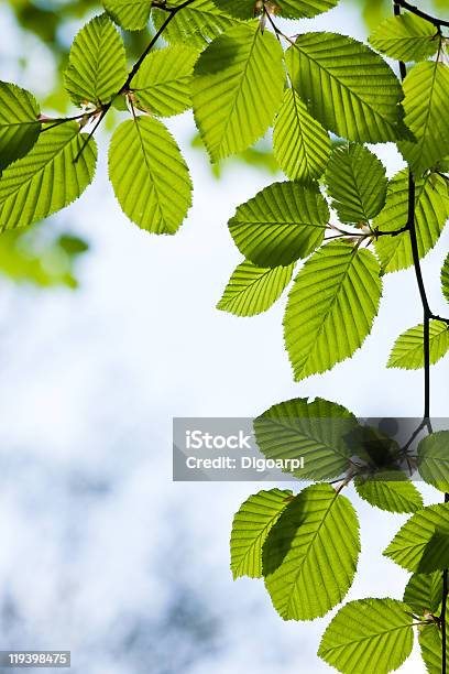 Foto de Carpa Folhas e mais fotos de stock de Amarelo - Amarelo, Arbusto, Beleza natural - Natureza