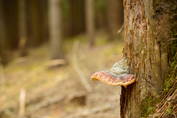 istock The parasite, the hub mushroom grows on an old tree in the forest. 1193985205