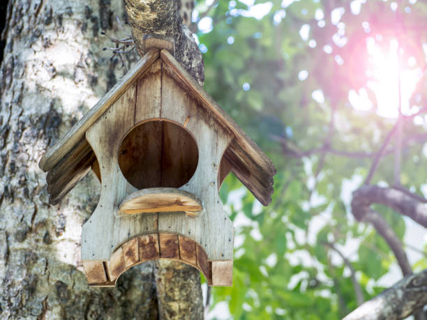 istock The tiny bird house on maple tree to protection birds and keep warm. 1193985263