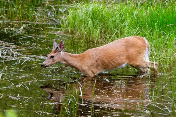 Young Deer with Button Antlers Walking in Chest Deep Water in a Wet Marsh