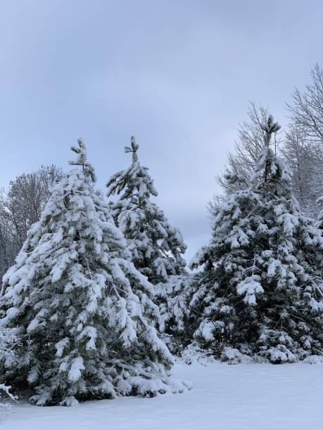istock Snow Covered Pine Trees Perfect for Christmas Trees 1193986223