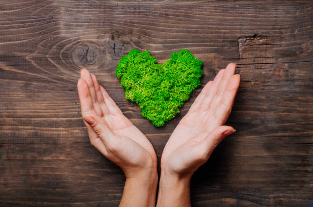 istock Heart shape stabilized moss in female hands 1193987779