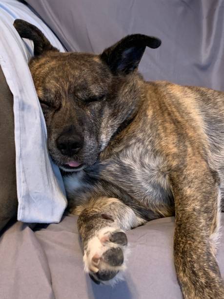 istock Lazy Rainy Day Dog Napping 1193989508