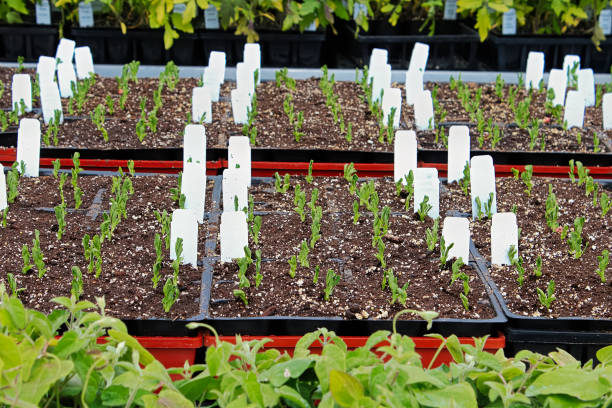 istock A table full of garden trays with peas sprouting 1193989713