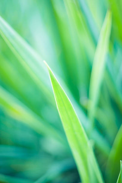 istock Closeup of green leaf in garden. 1193990601