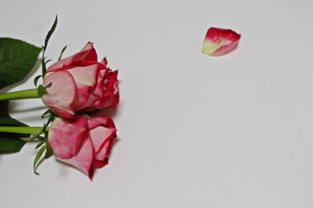 istock three beautiful red roses and a petal on the white background 1193993126