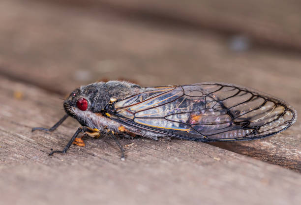 istock Red Eye Cicada on wooden decking 1193993328
