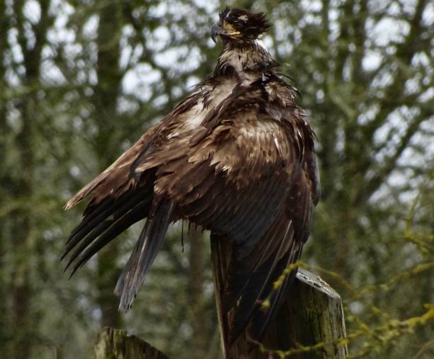Western Oregon's Willamette Valley.\nFinley National Wildlife Refuge.\nA Large Juvenile Bald Eagle.