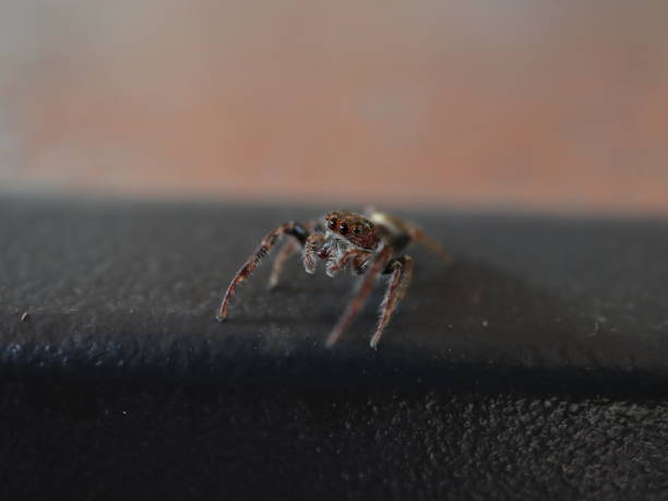 istock Jumping Hairy Spider with Big Eyes 1193994990