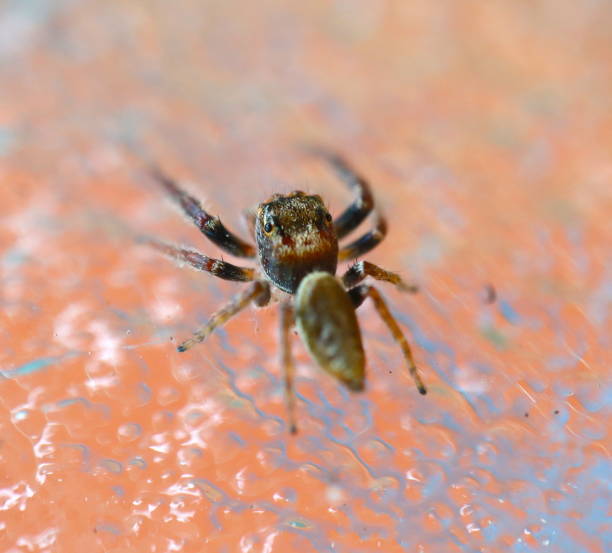 istock Jumping Hairy Spider with Big Eyes 1193995006