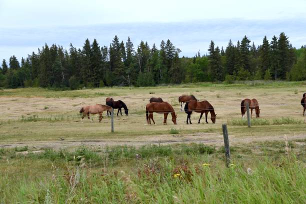 istock Horses in the pasture 1193996232