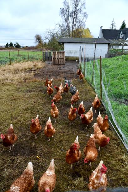 istock Flock of chickens 1193996275
