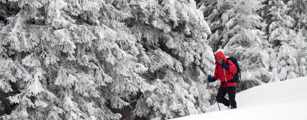 Hiker go on slope with new-fallen snow in snow-covered forest