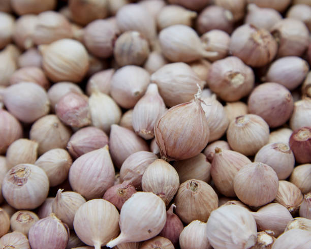 istock Elephant Garlic is a plant with high medicinal properties. 1193997697