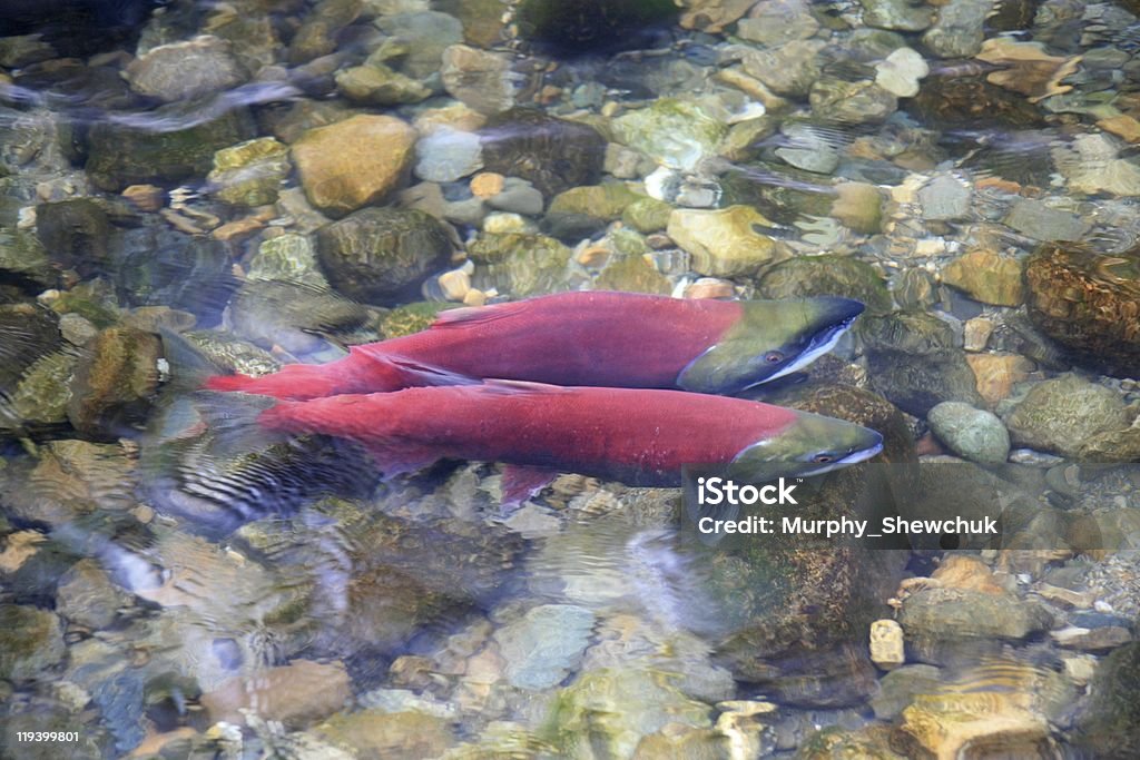 Paire de saumon rouge dans le fleuve Adams à proximité de Chase, en Colombie-Britannique. - Photo de Animal femelle libre de droits