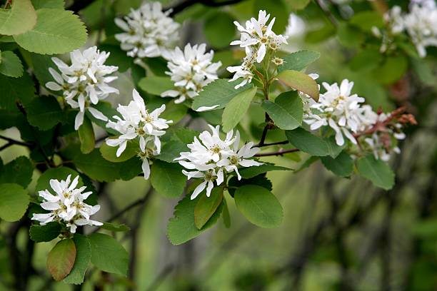 Saskatoon berry (Amelanchier alnifolia) blossoms. stock photo