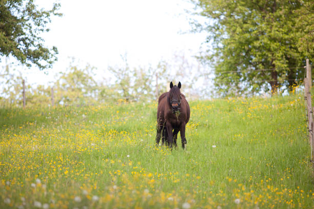 Fat Horse in Meadow eat too much grass stock photo