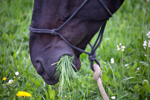 Fat Horse on meadow eat to much grass stock photo