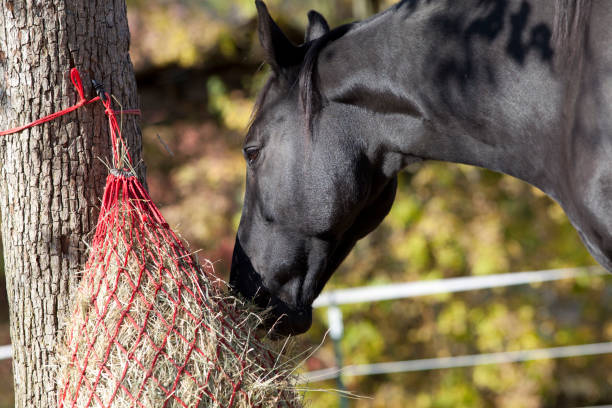 Horse feeding with hay net stock photo